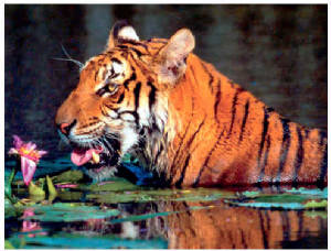 tigers1.jpg